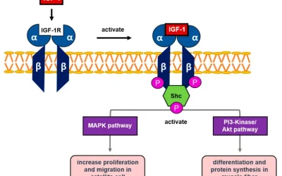 Boost Muscle Growth Naturally: How IGF-1 and Deer Antler Velvet Enhance Recovery and Strength