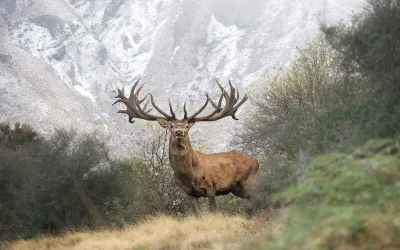 Deer Antler Velvet Myths Debunked – The Truth About Benefits & Ethical Sourcing