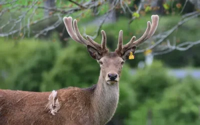 Sustainable Deer Antler Velvet: Ethical Sourcing & Manufacturing