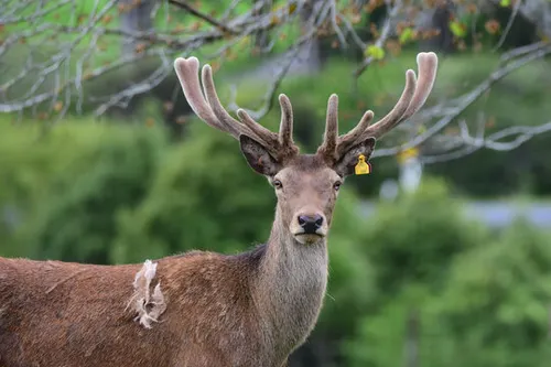 Sustainable Deer Antler Velvet: Ethical Sourcing & Manufacturing