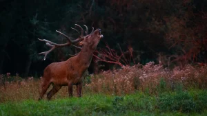 Royal Velvet Now Deer Antler velvet extract spray
