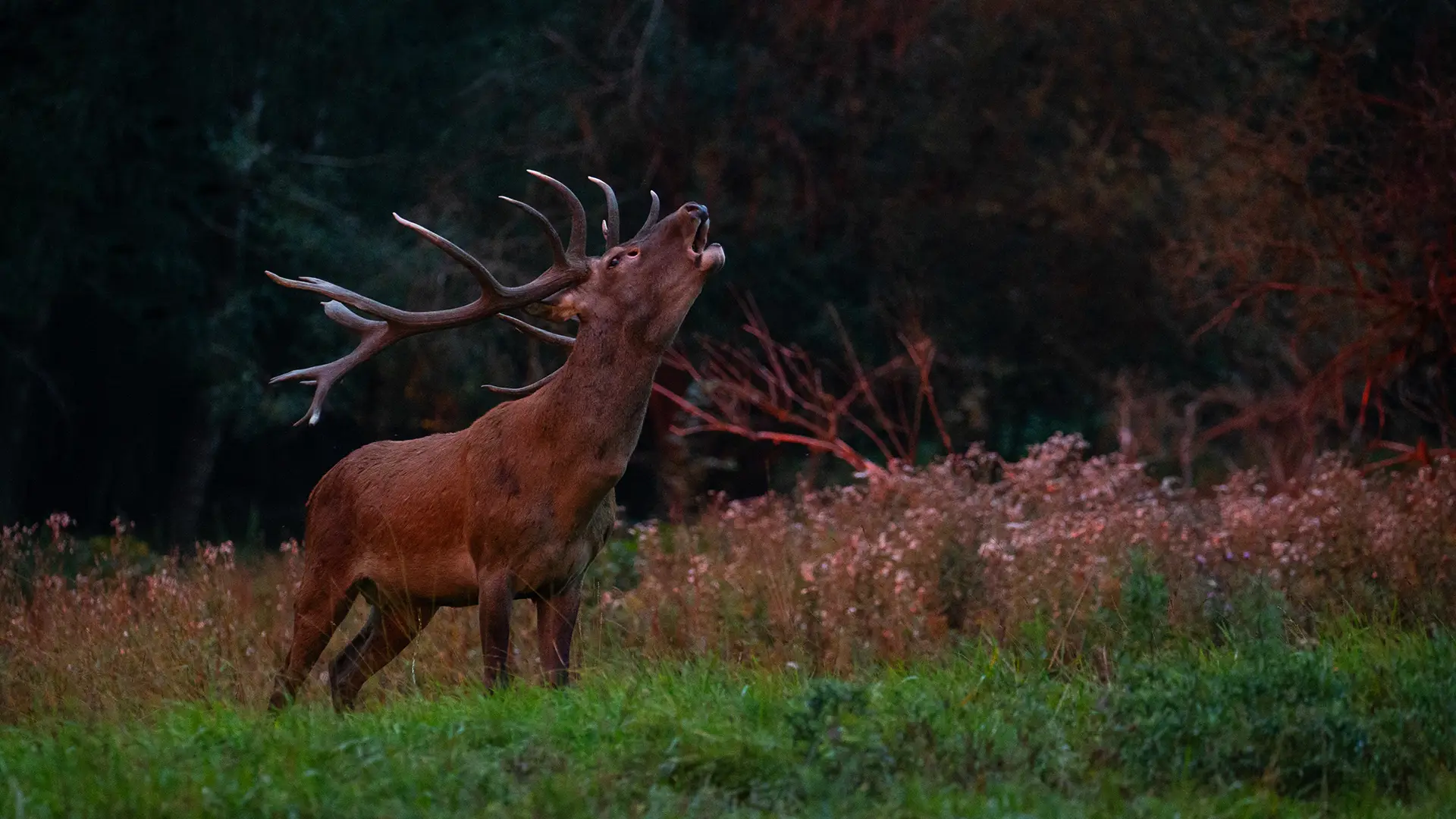 deer-antler-velvet-red-deer-green-deer-rut-nature-habitat Royal Velvet Now Deer Antler velvet extract spray
