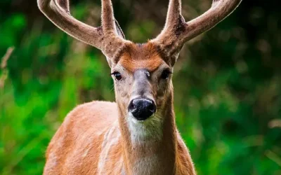 What Is Deer Antler Velvet?